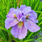 Kosatec sibírsky Imperial Opal 30/40 cm v črepníku 3l Iris sibirica ‘Imperial Opal‘