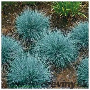 Kostrava sivá Blaufuchs, výška 15/+ cm, v črepníku Festuca glauca Blauglut