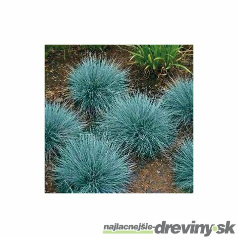 Kostrava sivá Blaufuchs, výška 15/+ cm, v črepníku Festuca glauca Blauglut