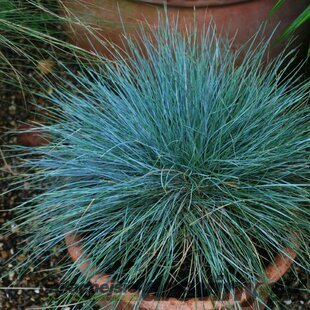 Kostráva sivá - modrá, v črepníku P9  Festuca glauca Azura Blue