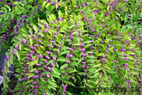 Krásnoplod Profusion, výška 30/+ cm, v črepníku 3l Callicarpa bodinieri Profusion