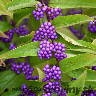 Krásnoplod vidličnatý ISSAI, 30/50 cm, v črepníku 3l Callicarpa dichotoma Issai