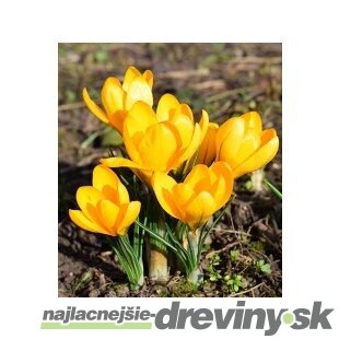 Krókus žltý, v črepníku 3l Crocus Yellow