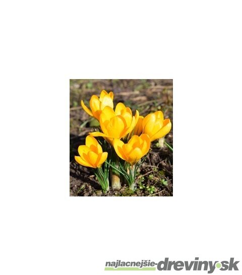 Krókus žltý, v črepníku 3l Crocus Yellow