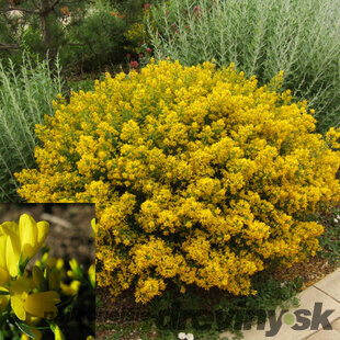 Kručinka lýdijská, výška 20/40 cm, v črepníku 2l Genista lydia