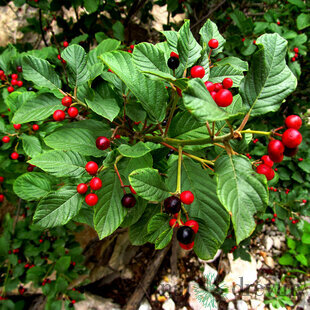 Krušina jelšová (liečivá drevina) 70/100 cm, v črepníku Frangula alnus
