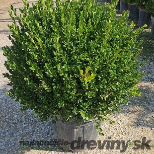 Krušpán Faulkner, guľa priemer 50/60 cm, v črepníku 30l Buxus sempervirens