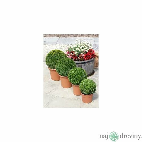 Krušpán vždyzelený Guľa 20 cm priemer, v črepníku Buxus sempervirens topiary ball