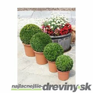 Krušpán vždyzelený Guľa 20 cm priemer, v črepníku Buxus sempervirens topiary ball