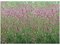 Krvavec lekársky´PINK TANNA´, v črepníku Sanguisorba officinalis ´PINK TANNA´