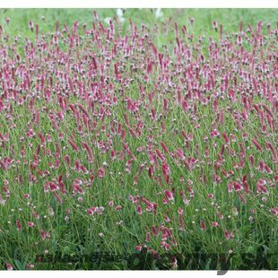 Krvavec lekársky´PINK TANNA´, v črepníku Sanguisorba officinalis ´PINK TANNA´