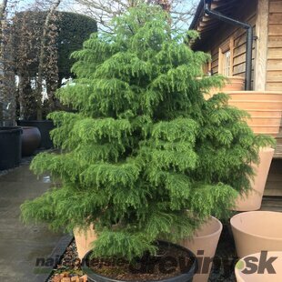 Kryptoméria japonská Elegans Viridis na kmienku 60 cm, výška 100/+ cm, v črepníku Cryptomeria Japonica ‘Elegans Viridis‘