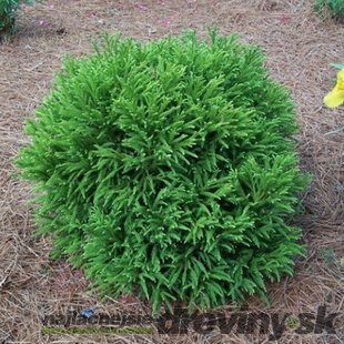 Kryptoméria japonská Globosa Nana na kmienku 60 cm, výška 80/100 cm, v črepníku 10l Cryptomeria japonica