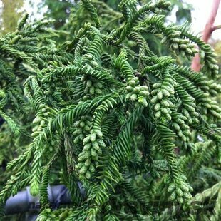 Kryptomeria japonská “Rasen” v črepníku, výška 40/60 cm Cryptomeria Japonica