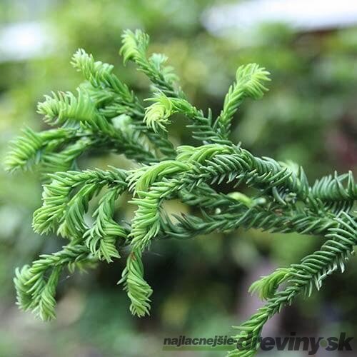 Kryptomeria japonska “Rasen”, výška 50/70 cm, v črepníku 3l Cryptomeria Japonica