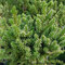 Kryptoméria japonská Vilmoriniana (Japonský céder) 30/40 cm, v črepníku Cryptomeria Japonica Vilmoriniana