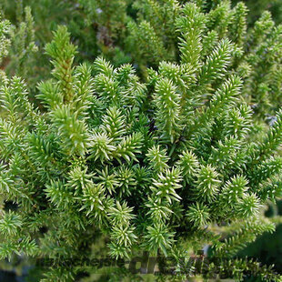 Kryptoméria japonská Vilmoriniana (Japonský céder) 30/40 cm, v črepníku Cryptomeria Japonica Vilmoriniana