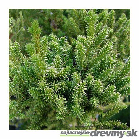 Kryptoméria japonská Vilmoriniana (Japonský céder) 30/40 cm, v črepníku Cryptomeria Japonica Vilmoriniana