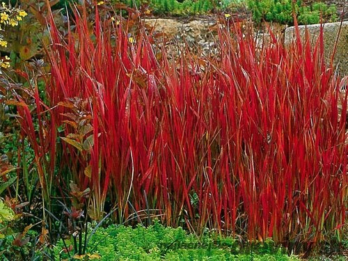Lalang valcovitý (Imperata cylindrica) - trvalka