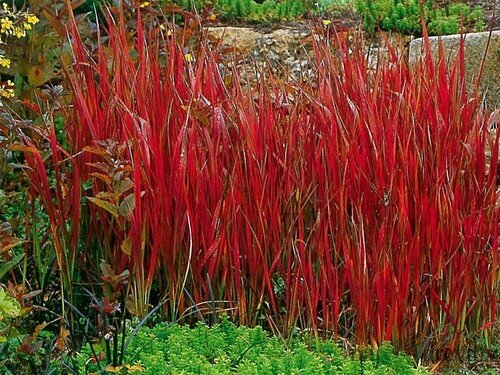 Lalang valcovitý (Imperata cylindrica) - trvalka