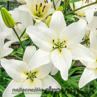 Ľália Asiatic biela, obvod cibuľky 16/18 cm, 2 ks v balení LILIUM ASIATIC WHITE