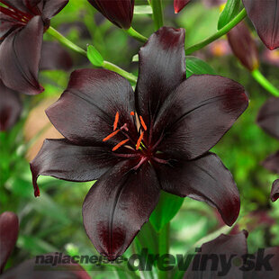 Ľália Asiatic čierna, obvod cibuľky 16/18 cm, 2 ks v balení LILIUM ASIATIC BLACK