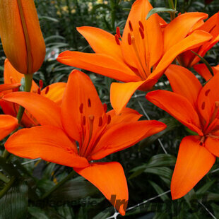 Ľália Asiatic oranžová, obvod cibuľky 16/18 cm, 2 ks v balení LILIUM ASIATIC ORANGE