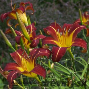 Ľáliovka Autumn red, v črepníku Hemerocallis Autumn Red