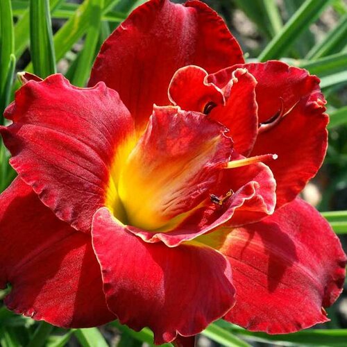Ľaliovka ‘Berrylicious‘, v črepníku 3l Hemerocallis ‘Berrylicious‘