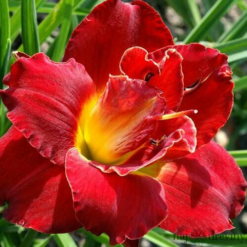 Ľaliovka ‘Highland Lord‘, v črepníku 3l Hemerocallis ‘Highland Lord‘