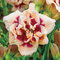 Ľaliovka ‘Madeline Nettles Eyes‘ 30/50 cm , v črepníku 3l Hemerocallis Madeline Nettles Eyes