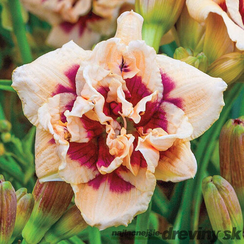 Ľaliovka ‘Madeline Nettles Eyes‘ 30/50 cm , v črepníku 3l Hemerocallis Madeline Nettles Eyes