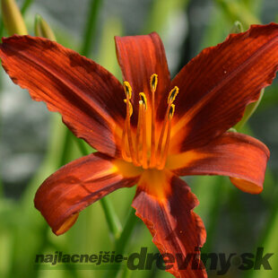 Ľaliovka ‘Sammy Russell‘, v črepníku P9 Hemerocallis ‘Sammy Russel‘