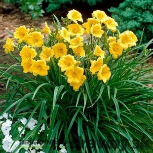 Ľaliovka STELLA DE ORO‘, výška 20/40 cm v črepníku 2l Hemerocallis STELLA DE ORO