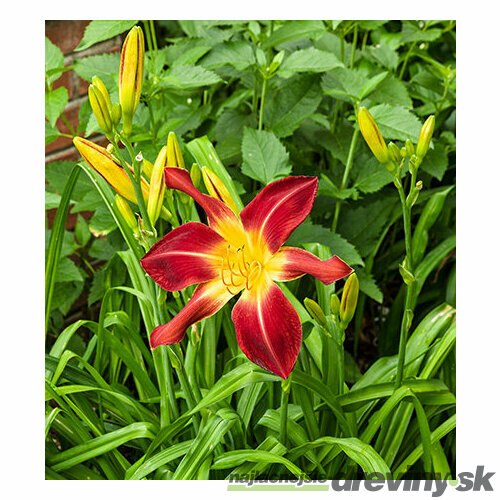 Ľáliovka Tejas, v črepníku 1,5l Hemerocallis Tejas