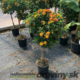 Lantana menlivá na kmienku 75 cm v črepníku Lantana camara