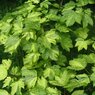 leopoldii
