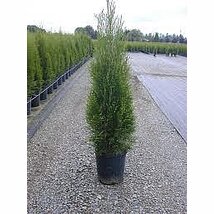LETNÁ AKCIA Tuja západná Smaragd 20/30 cm, v črepníku P9 Thuja occidentalis Smaragd