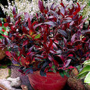 Leucothoe