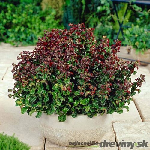 Leucothoe Curly Red 20/40 cm, v črepníku Leucothoe Curly Red