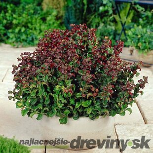 Leucothoe Curly Red 20/40 cm, v črepníku Leucothoe Curly Red