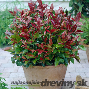 Leucothoe Zeblid 20/30 cm, v črepníku Leucothoe Zeblid