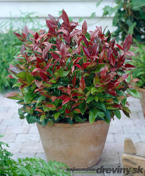 Leucothoe Zeblid 20/30 cm, v črepníku Leucothoe Zeblid