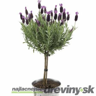 Levanduľa na kmienku 30/40 cm, v črepníku Lavandula