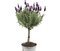 Levanduľa na kmienku 30/40 cm, v črepníku Lavandula