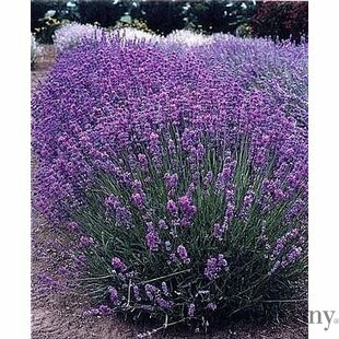 Levanduľa úzkolistá Hidcote Blue, v črepníku Lavandula angustifolia Hidcote Blue