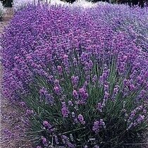 Levanduľa úzkolistá Hidcote Blue, v črepníku Lavandula angustifolia Hidcote Blue