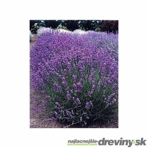 Levanduľa úzkolistá Hidcote Blue, v črepníku Lavandula angustifolia Hidcote Blue