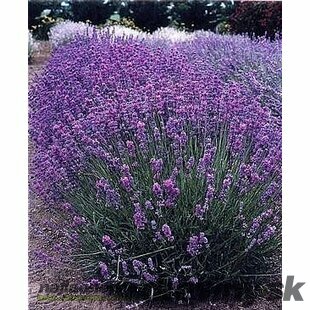 Levanduľa úzkolistá Hidcote Blue, v črepníku Lavandula angustifolia Hidcote Blue