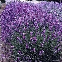 Levanduľa úzkolistá Hidcote Blue, v črepníku Lavandula angustifolia Hidcote Blue